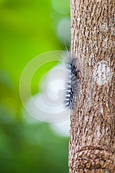 Woolly Bear Caterpillar