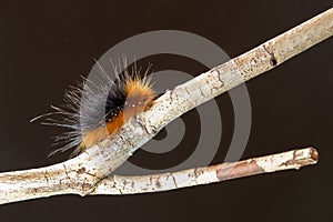 Woolly bear caterpillar