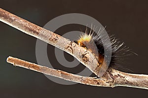 Woolly bear caterpillar