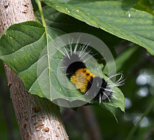 Woolly Bear Caterpillar