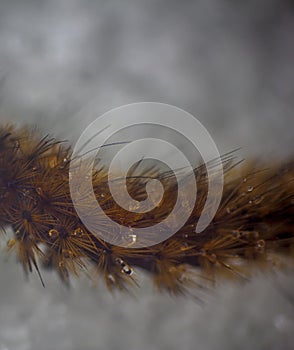 Woolly bear caterpillar buff tiger moth