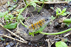 Woolly Bear caterpillar in garden.