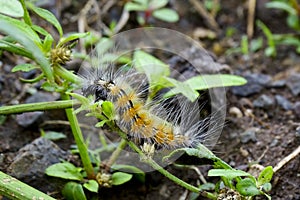Woolly Bear caterpillar in garden.