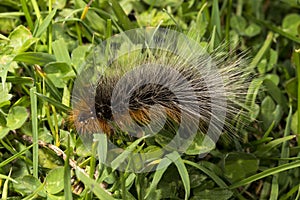 Woolly Bear caterpillar of the Garden Tiger Moth