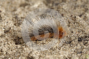 Woolly Bear Caterpillar