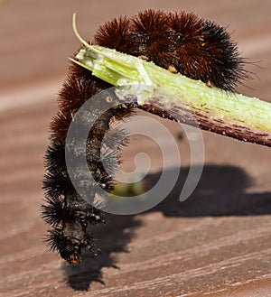 Woolly Bear Caterpillar or Isabella Tiger Moth, crawling on a stem.