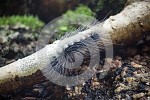 Woolly Bear Caterpillar ,Nature