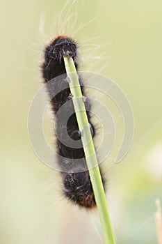 Woolly bear eating grass