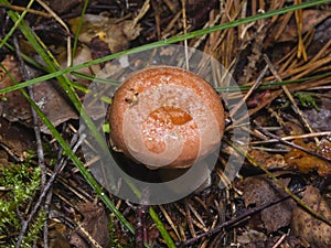 Woolly or bearded milkcap, Lactarius torminosus, mushroom in forest, close-up, selective focus, shallow DOF