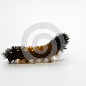 Woolly Caterpillar