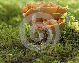 Woolly chanterelle