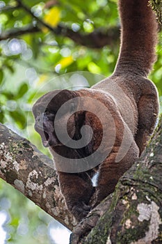 Woolly (chorongo) monkey in the Amazonia