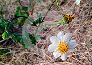 Woolly daisy flowering shrub plant