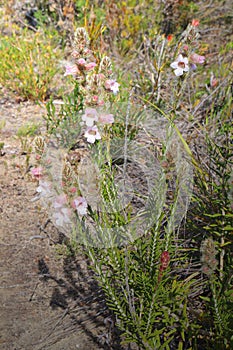 Woolly dragon Hemiphora bartlingii is a flowering plant in the mint family Lamiaceae endemic to Western Austra