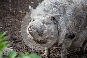 Woolly hairy pig in the mud