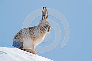 Woolly hare, Lepus oiostolus, in the nature habitat, winter condition with snow. Woolly hare from Hemis NP, Ladakh, India. Animal