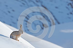Woolly hare, Lepus oiostolus, in the nature habitat, winter condition with snow. Woolly hare from Hemis NP, Ladakh, India. Animal