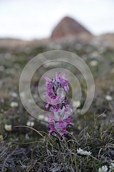 Close-up of a woolly lousewort Pedicularis lanata on the Canadian arctic tundra photo