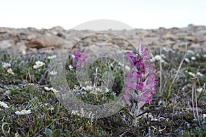 Woolly lousewort Pedicularis lanata on the Canadian arctic tundra photo
