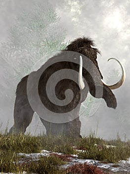 Woolly Mammoth