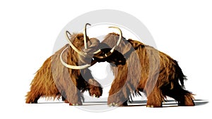 Woolly mammoth bulls fighting, prehistoric ice age mammals isolated with shadow on white background