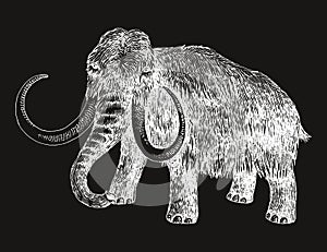 Woolly mammoth extinct animal sketch