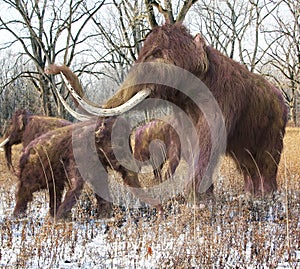 Woolly Mammoth Family In Forest