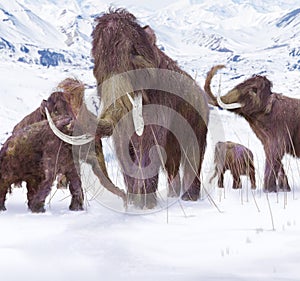 Wolle mammut Familie 