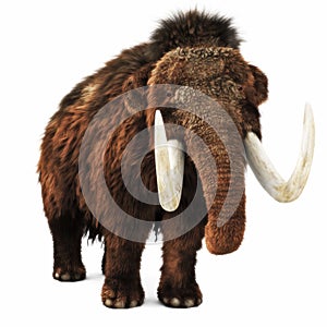 Woolly Mammoth on an isolated white background. photo