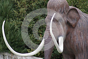 Woolly Mammoth - Mammuthus primigenius