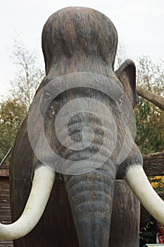 Woolly Mammoth - Mammuthus primigenius photo