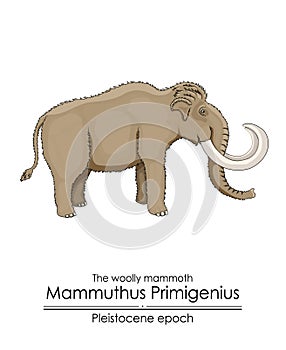 The woolly mammoth Mammuthus Primigenius