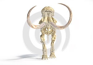 Woolly mammoth skeleton, realistic 3d illustration, front view