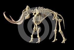 Woolly mammoth skeleton, realistic 3d illustration, side view