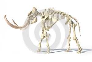 Woolly mammoth skeleton, realistic 3d illustration, side view