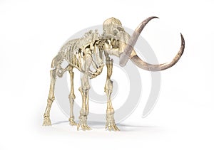 Woolly mammoth skeleton, realistic front perspective view