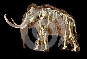 Woolly mammoth with skeleton superimposed, viewed from a side