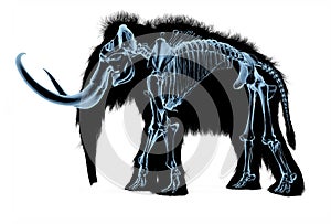 Woolly mammoth skeleton, x-ray effect