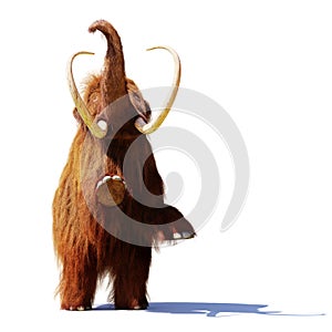 Woolly mammoth standing on two legs, prehistoric mammal isolated with shadow on white background