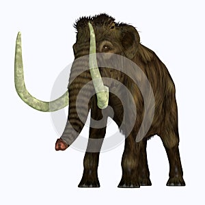 Woolly Mammoth Tusker