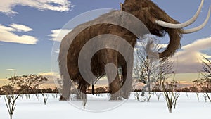 Woolly Mammoth Walking In Snowy Field Animation