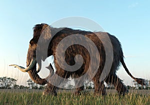 Woolly Mammoth Walking in the Sunset