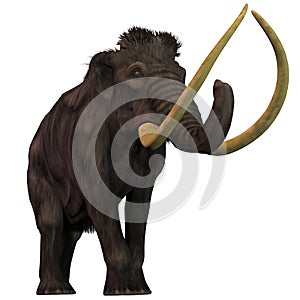 Woolly Mammoth on White