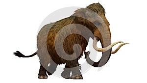 Woolly Mammoth On White Background