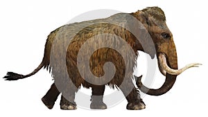 Woolly Mammoth On White Background Side