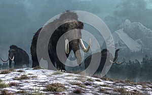 Woolly Mammoths