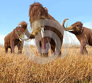 Woolly Mammoths Grazing In Grassland