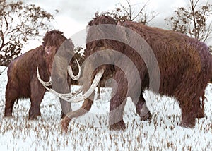 Woolly Mammoths Grazing In The Snow