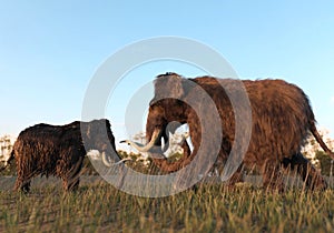 Woolly Mammoths in the Sunset