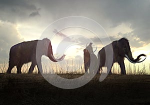 Woolly Mammoths In The Sunset